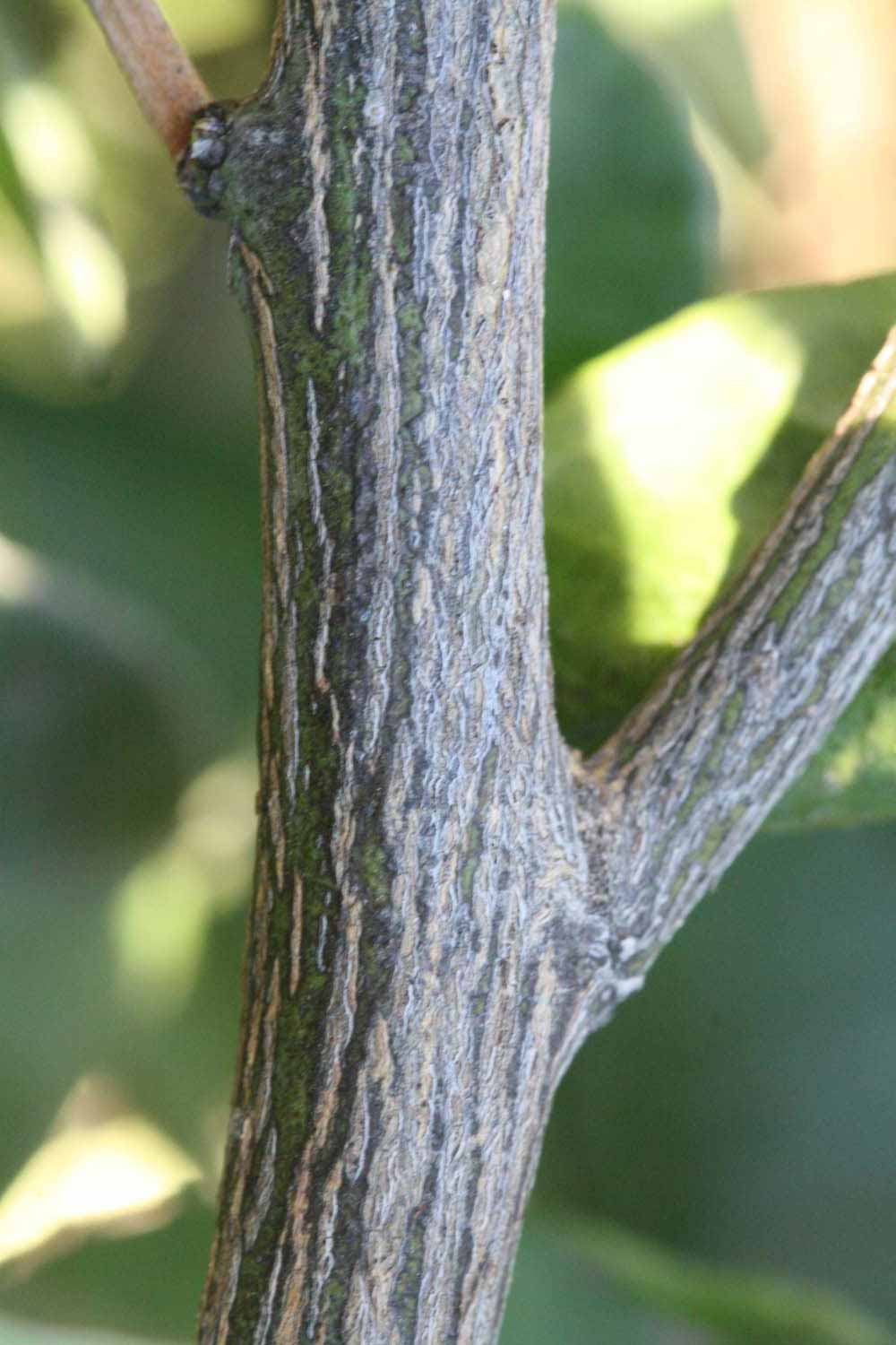              Second - third year twig (Riverside, CA)       